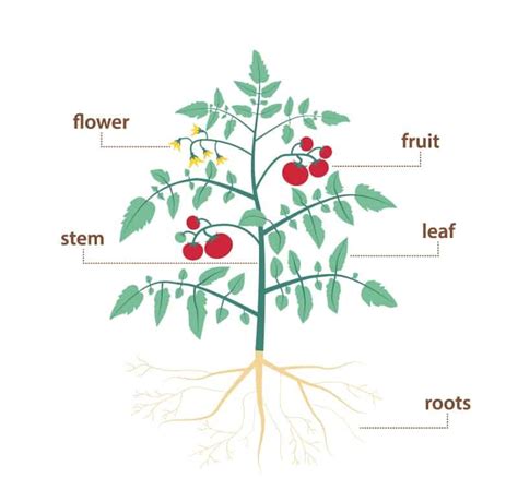 parts   plant   functions  diagram treescom