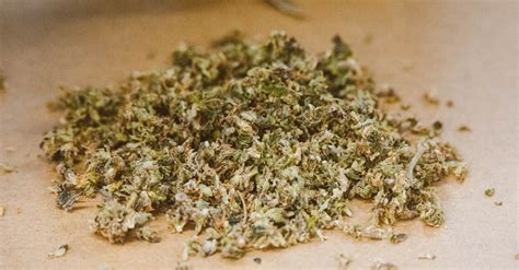quickly dry weed   pro beginners guide