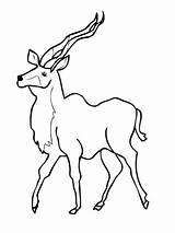 Kudu Coloring Antelope Woodland African Supercoloring Pages Categories Printable sketch template