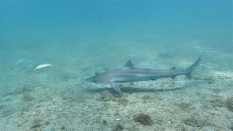 soupfin shark california sea grant