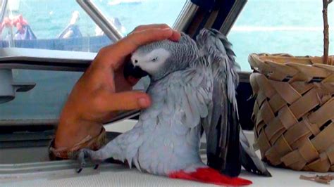 funniest parrot ever… meet our grey parrot lucky living