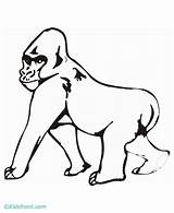 Gorilla Drawing Kids Coloring Pages Easy Paintingvalley Popular Library Clipart Collection Coloringhome sketch template