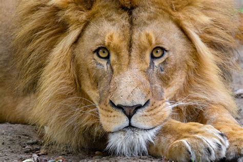 lion face royalty  photo
