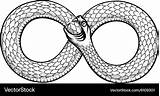 Snake Infinity Ouroboros Vector Curled Ring Devouring Vectorstock sketch template
