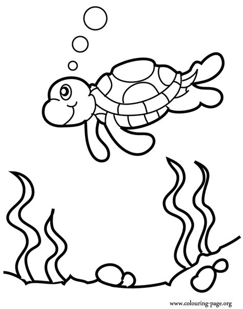 turtles sea turtle swimming   reef coloring page