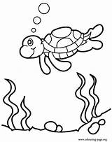 Turtle Coloring Sea Swimming Turtles Reef Pages Over Cute Print Colouring Sheet Great sketch template