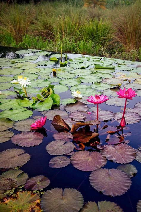 heres   grow water lilies   pond  images water