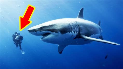biggest sharks  caught top  youtube