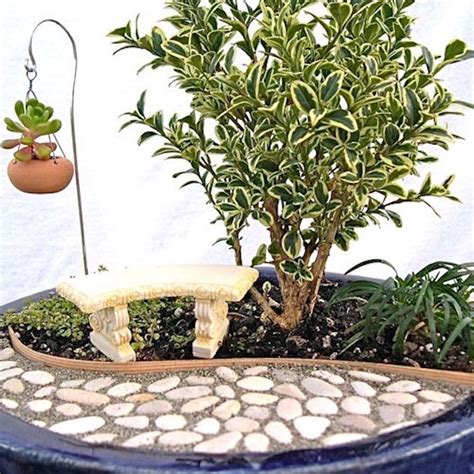 miniature garden tree variegated english boxwood buxus sempervirens  green thumbs