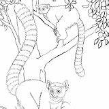Lemures Aporta Deseo Pueda Utililidad sketch template