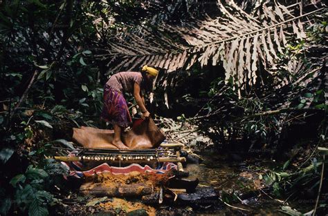 Nomadic Penan Collecting Sago Tropical Rainforest