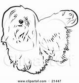 Maltese Poodle Bichon sketch template