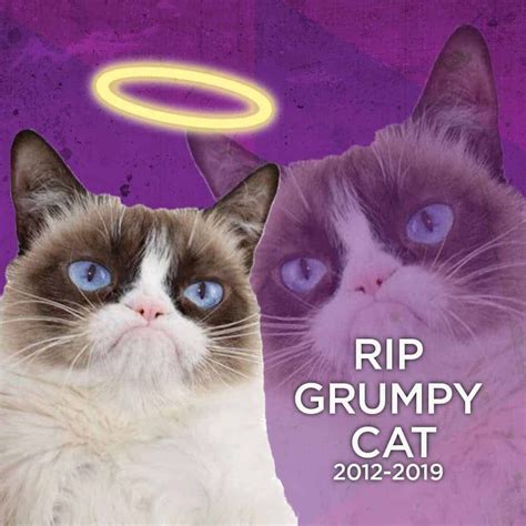 25 Best Grumpy Cat Dead Memes Funny Grumpy Cat Memes