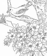 Blossom Cherry Tree Coloring Pages Color Getcolorings sketch template