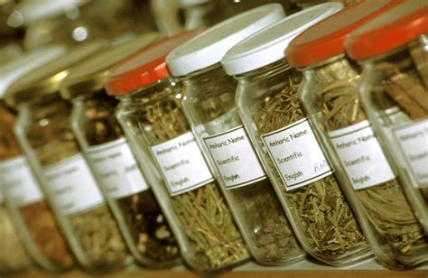 traditional medicine environment change threatens indigenous