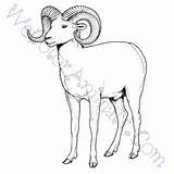 Sheep Bighorn Coloring Pages Click sketch template