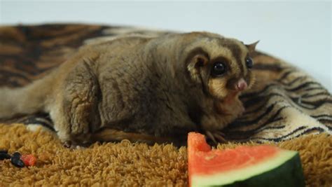 lovely sugar glider  meal stock footage video  shutterstock