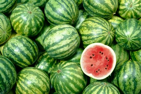 charentais melone anbau und eigenschaften