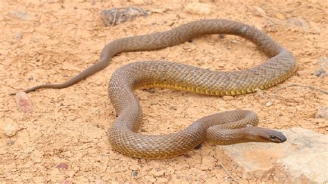 inland taipan fierce snake oxyuranus microlepidotus youtube