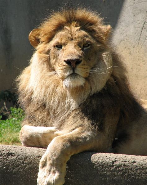 male lion stock photo freeimagescom