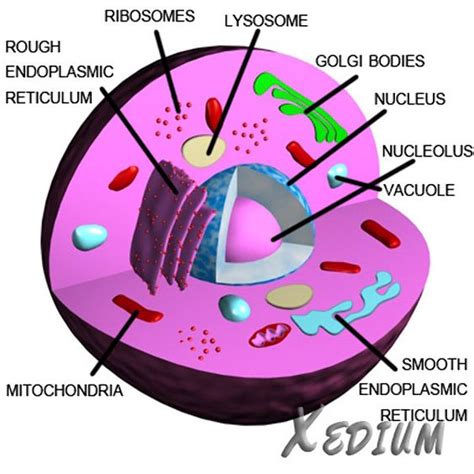 labeled animal cell diagram  kids clipart