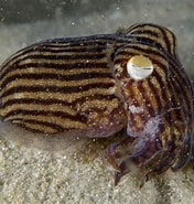 Afbeeldingsresultaten voor Sepiolidae. Grootte: 176 x 185. Bron: reeflifesurvey.com