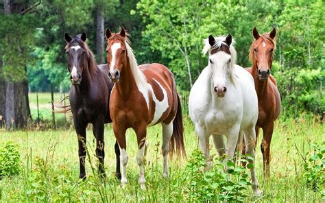 vier paarden  het weiland mooie leuke achtergronden voor je bureaublad pc laptop tablet