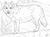 Wolf Coloring Pages Printable Realistic Grey Gray Adults Drawing Color Sheets Print Animals Mexican Adult Wolfs Drawings Colouring Animal Arctic sketch template