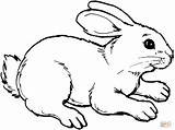 Coloring Rabbit Pages Drawing sketch template