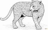 Jaguar Kleurplaat Mandala sketch template