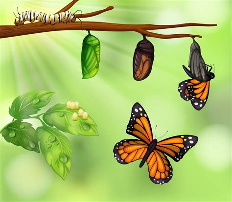 butterfly life cycle  vector art  vecteezy