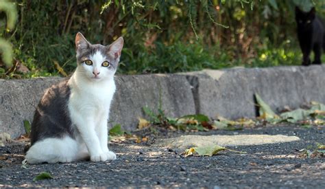 urban stray cats petrescue