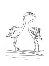 Flamingo Coloring Two Flamingos Pages Beautiful Printable Categories sketch template