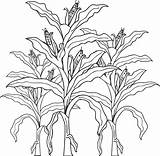 Corn Coloring Stalk Pages Drawing Crops Stalks Plant Kids Color Clipart Field Printable Cornfield Cornstalk Cob Drawings Clip Print Colouring sketch template