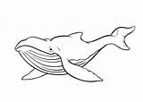 Whale Kiezen sketch template