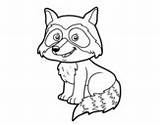 Raccoon Coloring Young Pages Coloringcrew sketch template