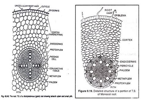 difference  monocot root  dicot root