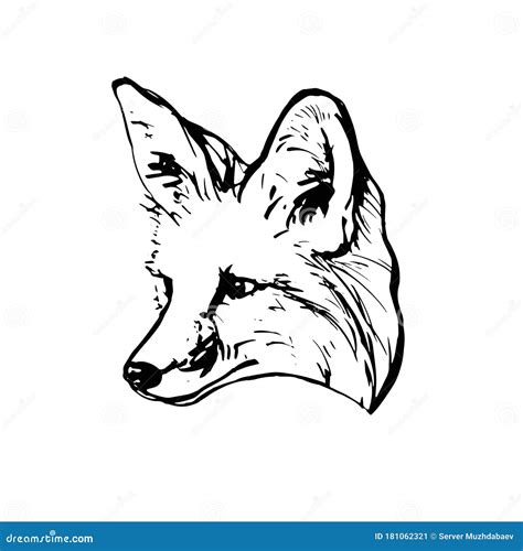 realistic black  white drawing   fox head  coloring stock
