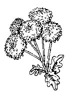 printable dandelions coloring page