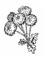 Coloring Dandelion Pages Printable Flower 195px 92kb sketch template
