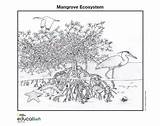 Mangrove Ecosystem Geographic Ecosystems Nationalgeographic Wetlands Wetland Sheets Manglar Bangladesh Ecosistema Coloringpage sketch template