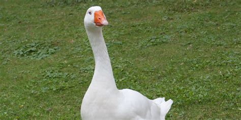 blind bisexual and polyamorous goose involved in love triangle dies aged 40 indy100