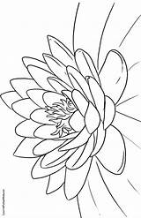 Coloring Lotus Flower Pages Printable Color Getcolorings sketch template