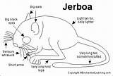 Jerboa Enchantedlearning Long Animal Gif Label sketch template