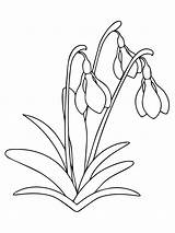 Snowdrop Flower Pages Coloring Snowdrops Printable Colouring Supercoloring Drawings sketch template
