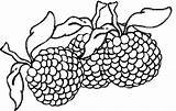 Berries sketch template