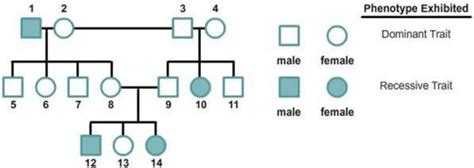 This Pedigree Chart Tracks The Inheritance Of A Recessive Trait That Is