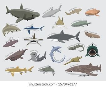 imagenes de megamouth shark imagenes fotos  vectores de stock shutterstock