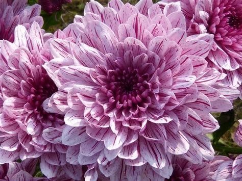 chrysanthemum meaning types tea growing flowersandflowerthings