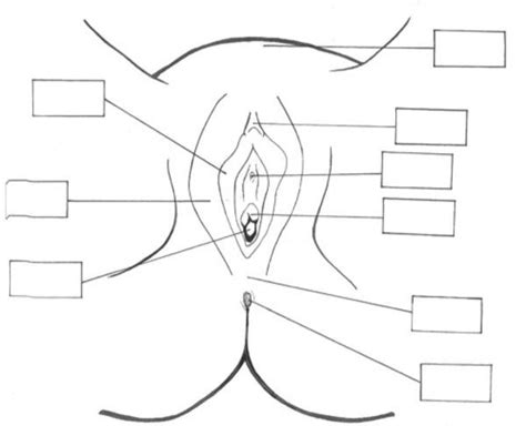 Female Reproductive Organs External Diagram External Female Sex